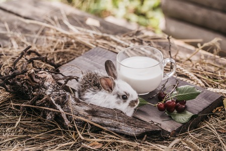 cute fluffy rabbit or hare with long ears with glass cup of milk and red cherry berry fruit on wooden board near hay or straw outdoor in villageの写真素材