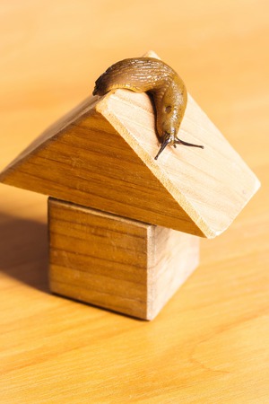 Wooden house of toy building blocks and snail slug gastropod mollusc on roof on timber deskの写真素材