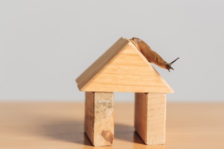 Wooden house of toy building blocks and snail slug gastropod mollusc on roof copy space on timber deskの写真素材