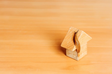 Wooden house of toy building blocks and snail slug gastropod mollusc on roof copy space on timber deskの写真素材