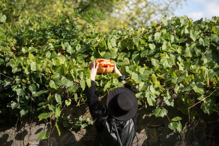 young halloween woman or girl in black witch hat with traditional autumn holiday symbol of orange spooky pumpkin sunny outdoor on green natural background near stony wall with climbing vineの写真素材