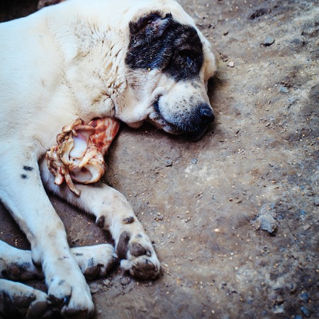 Cute dog asian shephers big domestic pet mammal animal with light fur sleeping with piece of raw...
