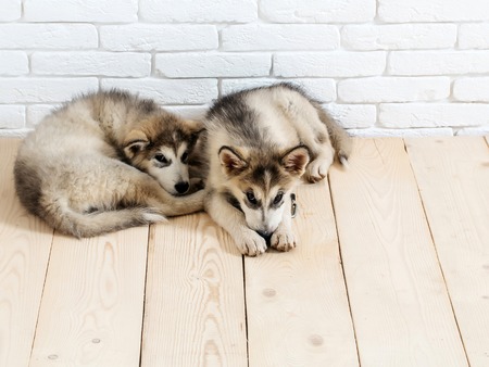 two cute adorable husky puppy or dogs domestic pet with black nose and gray soft fur laying on...