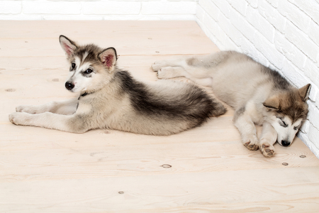 two cute adorable husky puppy or dogs domestic pet with black nose and gray soft fur laying on vintage wooden floor on brick white wall backgroundの写真素材