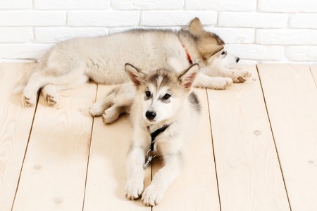 two cute adorable husky puppy or dogs domestic pet with black nose and gray soft fur laying on vintage wooden floor on brick white wall backgroundの写真素材
