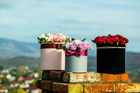Beautiful flowers blossoming roses colorful in three boxes outdoors on brick chimney on blue skyの写真素材