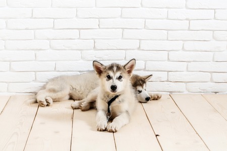 Adorable cute husky puppies domestic pet with black nose white and gray soft fur laying on vintage wooden floor on brick white wall backgroundの写真素材