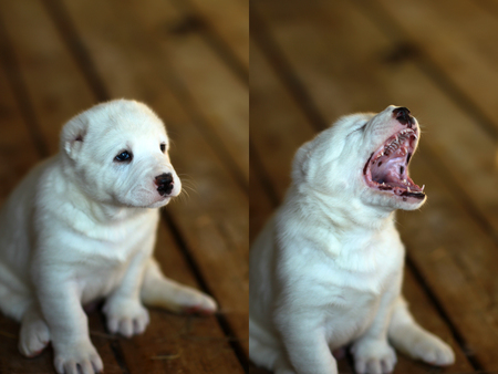 Cute small dog puppy pet with white coat and cropped ears with shut and open jaws yawning sits on...