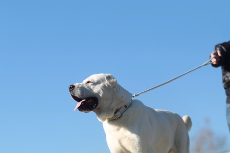 Cute dog big pet doggy with fawn coat and cropped ears walks on leash outdoors on nature on blue skyの写真素材