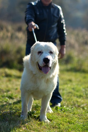 Cute dog big pet doggy with fawn coat and cropped ears walks on leash outdoors on natural background