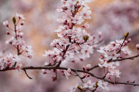 White sakura flowers are blossomingの写真素材