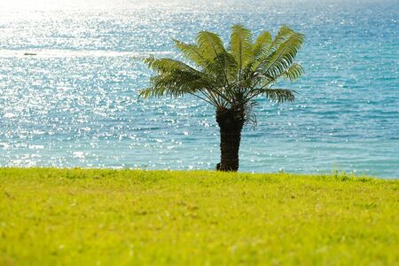 Beautiful palm tree with evergreen leaves on green grass on idyllic, sunny, summer day outdoors on blue sea backgroundの写真素材