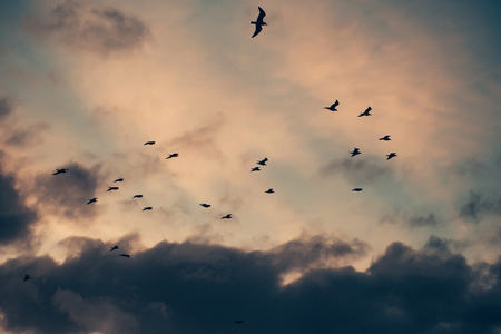 Black silhouettes of birds fly in air on cloudy evening sky outdoors on dusky grey and rosy overcast backgroundの写真素材