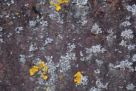 Abstract background with yellow mossの写真素材