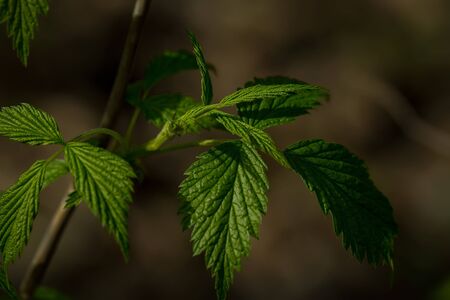 Young spring leaves on the branch green color on blurred natural background