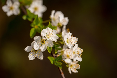 White sakura flower blossoming as natural background on blurred backdropの写真素材