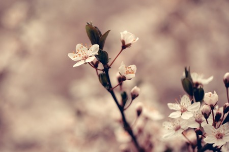 White sakura flower blossoming as natural background on blurred backdropの写真素材