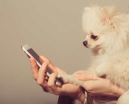 Cute pomeranian dog or puppy pet, with fawn coat using smartphone, mobile phone, in cute, faux fur cover in female hands on beige backgroundの写真素材