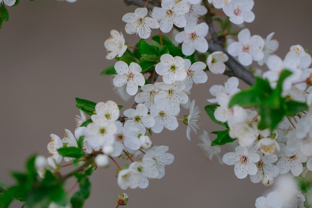 White sakura flower blossoming as natural background on blurred backdrop with green leavesの写真素材