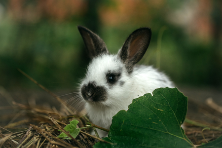 Cute rabbit small bunny domestic pet with long ears and fluffy fur coat sitting in hay and green leaves outdoors on natural blurred backgroundの写真素材