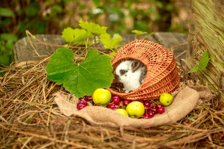 Cute rabbit, small easter bunny, domestic pet with long ears and fluffy fur coat sitting in wicker basket with red cherry, berries, green apples and leaves in hay on blurred natural backgroundの写真素材