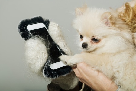 Cute pomeranian dog or puppy pet, with fawn coat using smartphone, mobile phone, in cute, faux fur cover in female hands wearing white woollen mittens on grey backgroundの写真素材