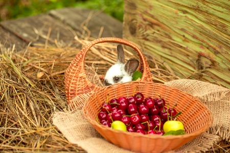 Cute rabbit, small easter bunny, domestic pet with long ears and fluffy fur coat sitting in wicker basket with red cherry, berries, and apples in bowl on sackcloth on natural hay on wooden backgroundの写真素材