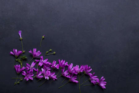 beautiful spring flowers violet color, floral seasonal blossom design on grey background, copy spaceの写真素材