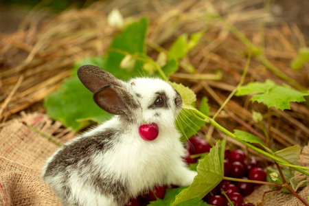 Cute rabbit small bunny domestic pet with long ears and fluffy fur coat sitting with red cherry, berries, and green leaves on sackcloth on natural hay blurred backgroundの写真素材