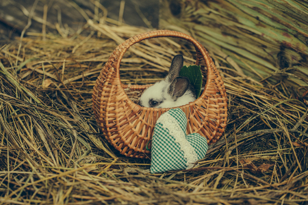 Cute rabbit, small easter bunny, domestic pet with long ears and fluffy fur coat sitting in wicker basket with green heart on natural hay on blurred backgroundの写真素材