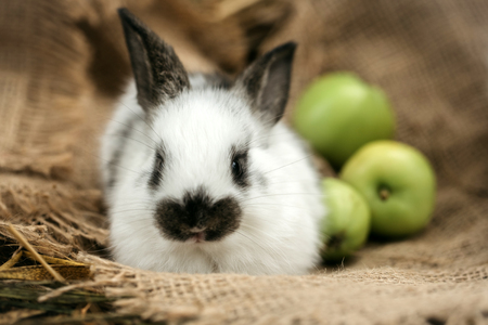 Cute rabbit, small easter bunny, domestic pet with long ears and fluffy fur coat sniffing yellow apples on sackcloth on natural hay backgroundの写真素材