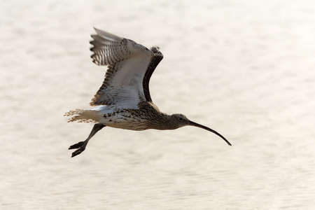 Cute bird, wild shorebird, with grey feathers, wings and long beak flying on sunny day on blurred sea background. Wildlife and nature. Flora and faunaの写真素材