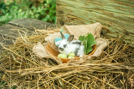 Cute rabbit small bunny domestic pet with long ears and fluffy fur coat sitting in wicker bowl with green heart, vine leaves and apples, sackcloth, hay on natural wooden backgroundの写真素材