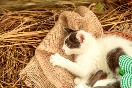 Cute small cat, kitten, domestic pet with fluffy fur, lying on sackcloth in wicker bowl on natural hay backgroundの写真素材