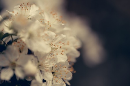 White sakura flower blossoming as natural background on blurred backdropの写真素材