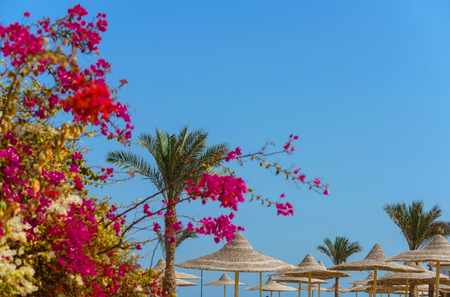Idyllic summer vacation. Luxury hotel resort place with wicker umbrellas, parasols or sunshades, tropical green palm trees and pink, blossoming flowers on bright sunny day on blue sky background.の写真素材