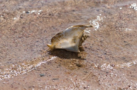 seashell or beautiful marine shell, conch, in sea or ocean, crystal clear, shallow water rippling on...