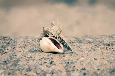 Beautiful marine snail shells or seashells, spiral conchs, on sandy beach on sunny day on stony background. Idyllic summer vacation, teamwork. lack of water and life on marsの写真素材
