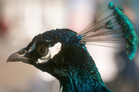 Cute peacock or peafowl, bird, head with crest outdoors on natural background. Beautiful blue feathers, iridescent, extravagant plumage. Pride, royalty and gloryの写真素材