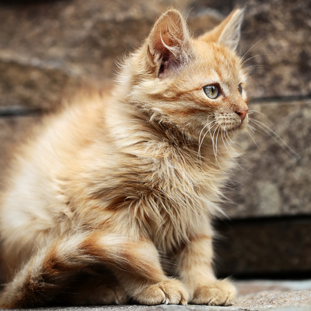 Cute kitten or kitty cat, pet, young, small domestic animal with red fluffy fur coat, tail, green eyes and whiskers sitting outdoors on stone wall. Good fortune and luckの写真素材