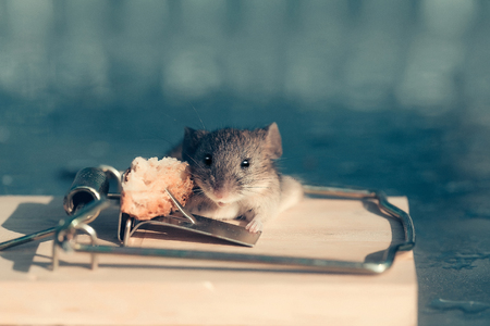 Cute house grey mouse or rat, small rodent animal, sitting at string mousetrap with bait indoors on blurred blue backgroundの写真素材