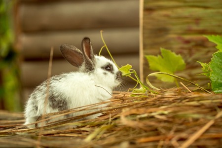 Cute rabbit small bunny domestic pet with long ears and fluffy fur coat sitting in natural hay and green leaves on blurred wooden backgroundの写真素材