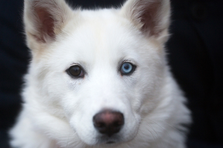 dog with cute head face, domestic animal or pet with brown and blue eyes, prick ears and white, fluffy coat outdoors on grey blurred background. Friendship and guardingの写真素材