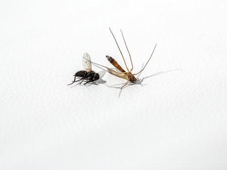 Wildlife study, Ugly dried mosquito and fly, dead insects, small animals with flying wings on white background. Preservation. Specimen or souvenir, copy spaceの写真素材