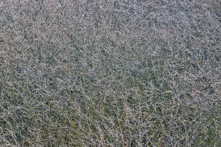 twigs or branches, lush bare trees background grey color with no people in winter or autumn season