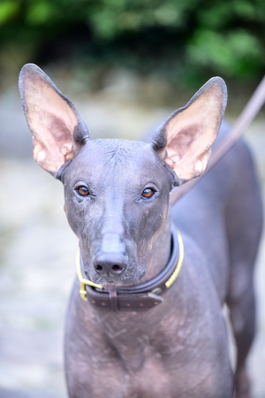 dog of Xoloitzcuintli breed, mexican hairless dog grey color outdoor on blurred backgroundの写真素材