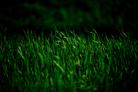 grass. green grass, natural background texture, fresh spring sunny outdoorの写真素材