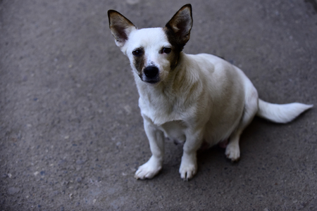 cute white dog, homeless pet or purebred animal sitting and waiting on grey ground background, copy spaceの写真素材