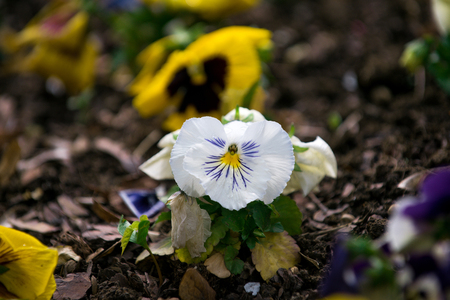violet flowers or pansy with colorful petals and green leaves on ground flowerbed on natural backgroundの写真素材