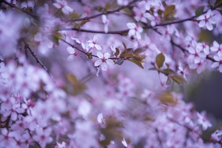 flower background in spring or summer nature in japan, floral design, valentines day, mothers dayの写真素材